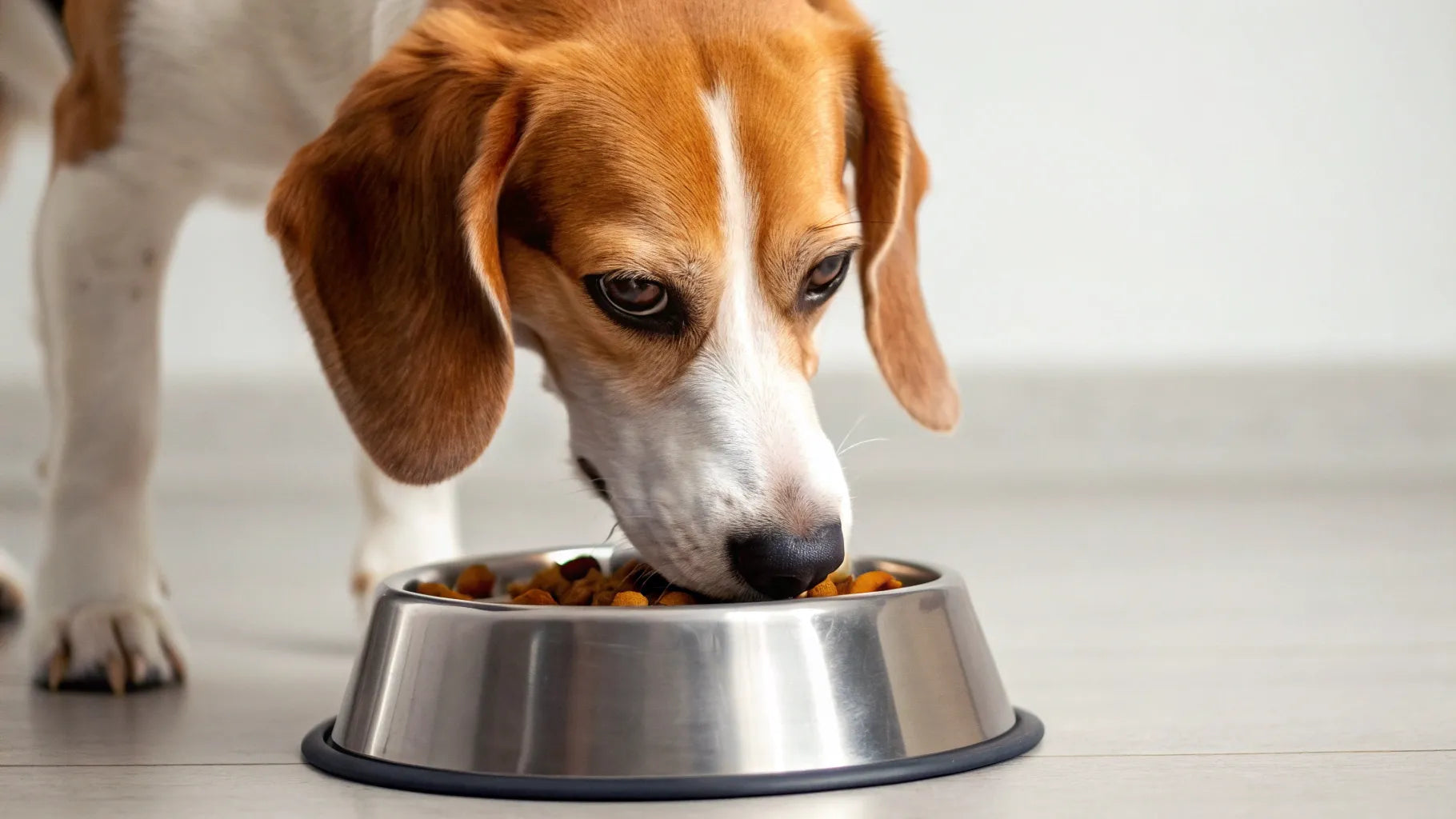 Why is my dog so hungry and eating so much Why is my dog so hungry and eating so much
